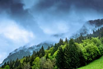 forest and mountain partially covered with fog